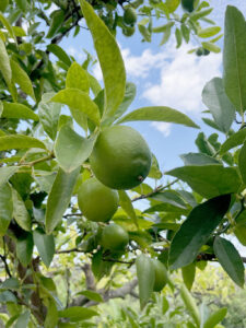 Lime de Tahiti Bio de la Maison Berghman