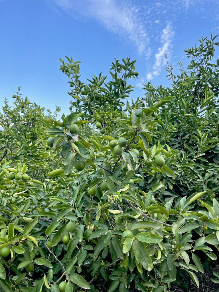 La lime Bio de la Maison Berghman