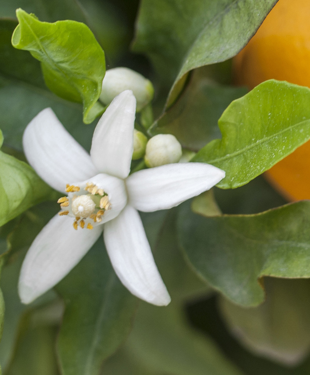 Fleur d'oranger de la Maison Berghman