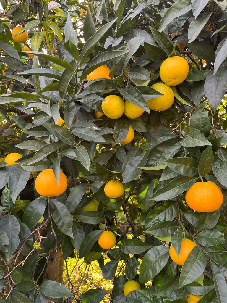 Les oranges de la Maison Berghman