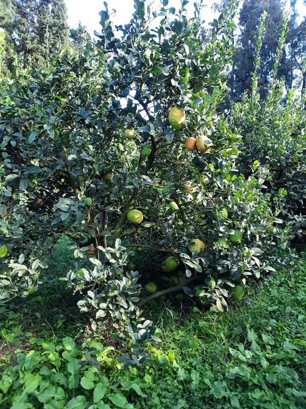 Les arbres cédrats de la Maison Berghman